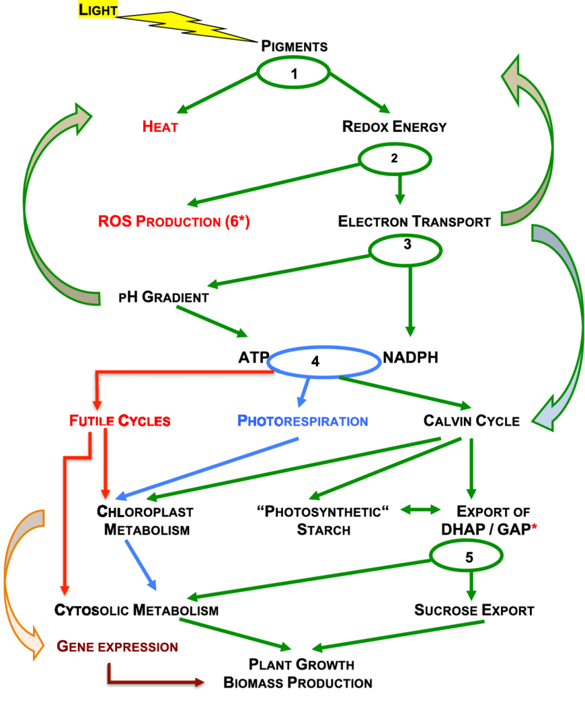 Energy And Metabolite Flow In Photosynthesis (850x1021), Png Download