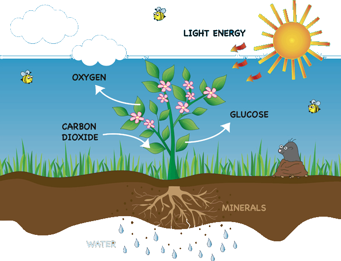 Download Image Of Photosynthesis - HD Transparent PNG - NicePNG.com