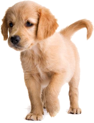 Png Perros (600x600), Png Download