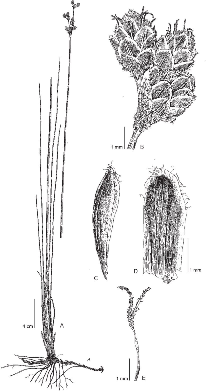 Nemum Raynalii (850x1590), Png Download