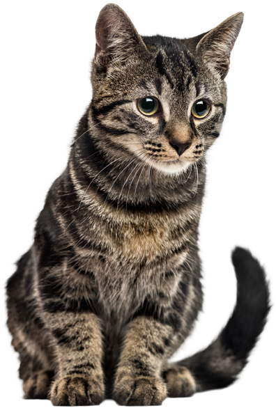 The Cat's Meow (800x858), Png Download