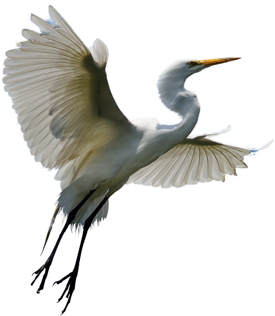 Heron Transparent Background (581x654), Png Download