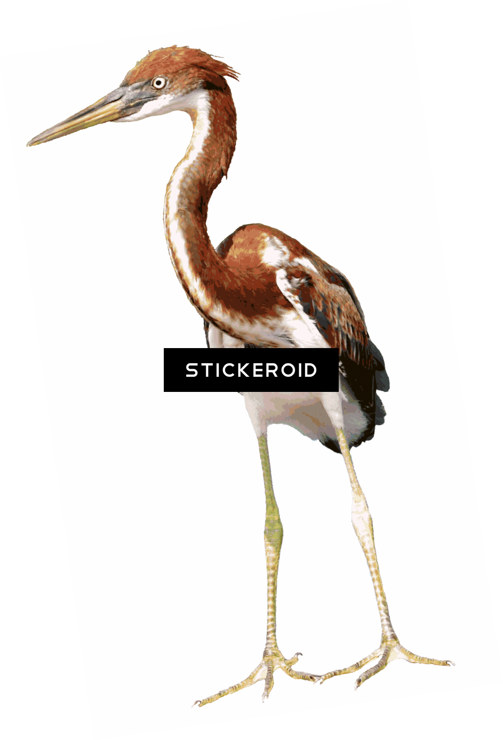 Heron Birds (1035x1520), Png Download