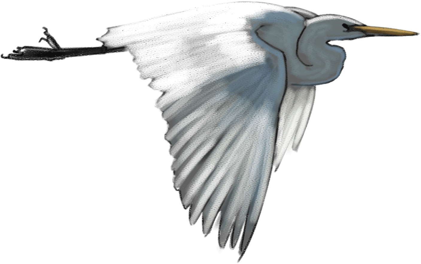 White-heron (1407x882), Png Download