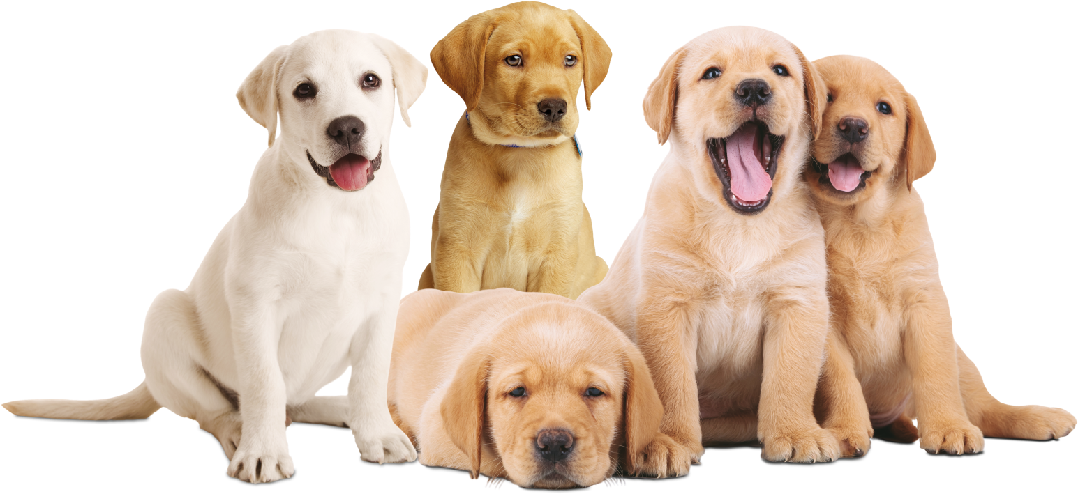 Download Hd Flagacan Cachorros Transparent Png Image Nicepng Com