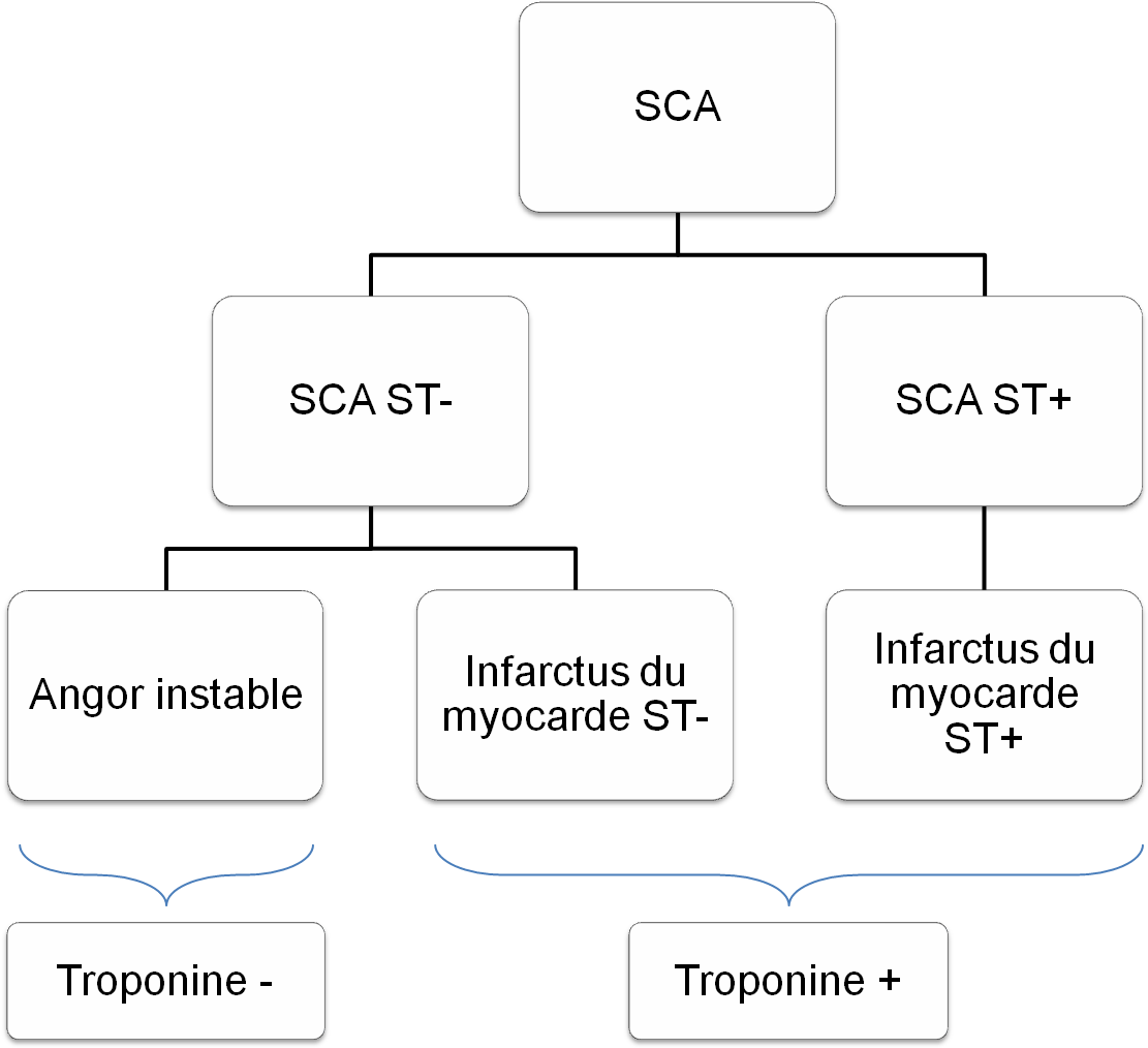 Arbre Diagnostique Syndrome Coronarien Aigu (1120x1021), Png Download
