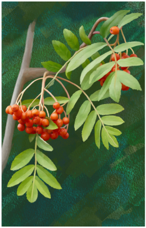 Rowan (500x500), Png Download