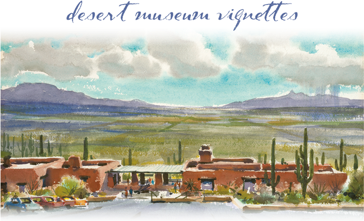 Desert Museum Vignettes - Arizona-sonora Desert Museum (720x457), Png Download