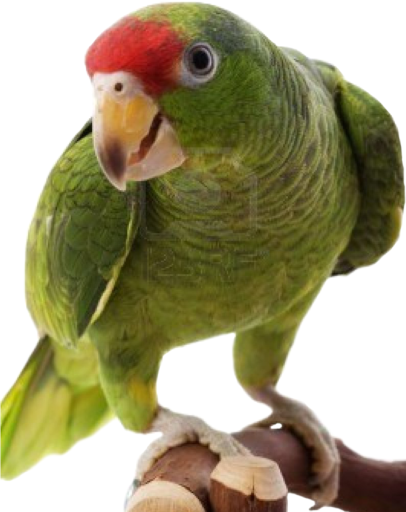 Download All Parrots Png Images And Transparent's To - Amazon Parrot Png (800x1044), Png Download