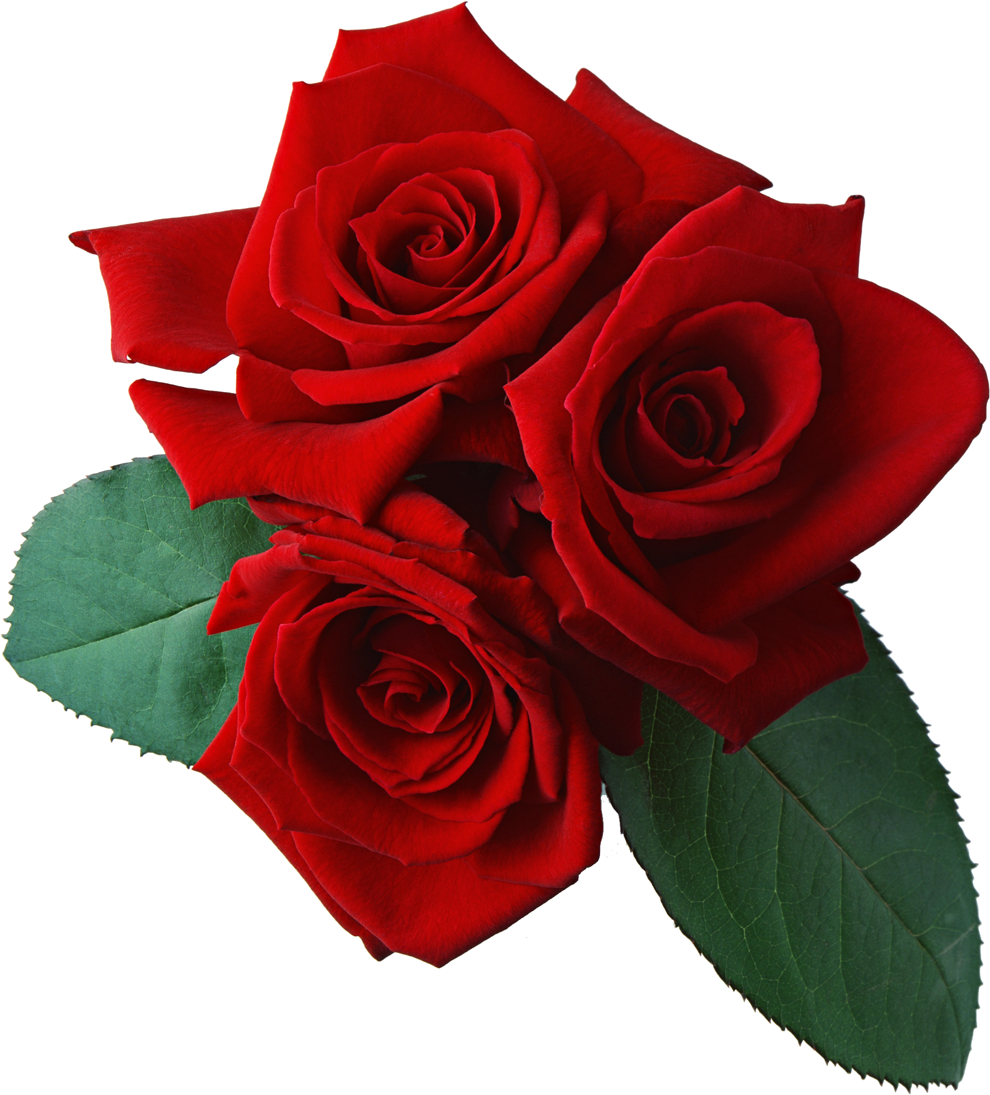Stepping On Roses By Rinko Ueda & Rinko Ueda (2094x2280), Png Download