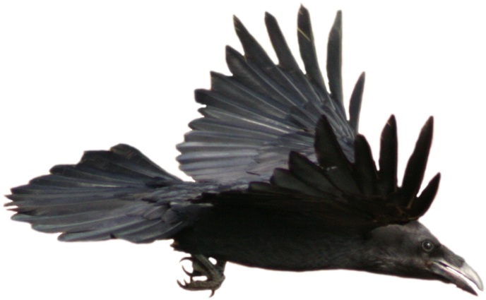 Crow Png Image - Works Of Edgar Allan Poe - [book] (800x544), Png Download