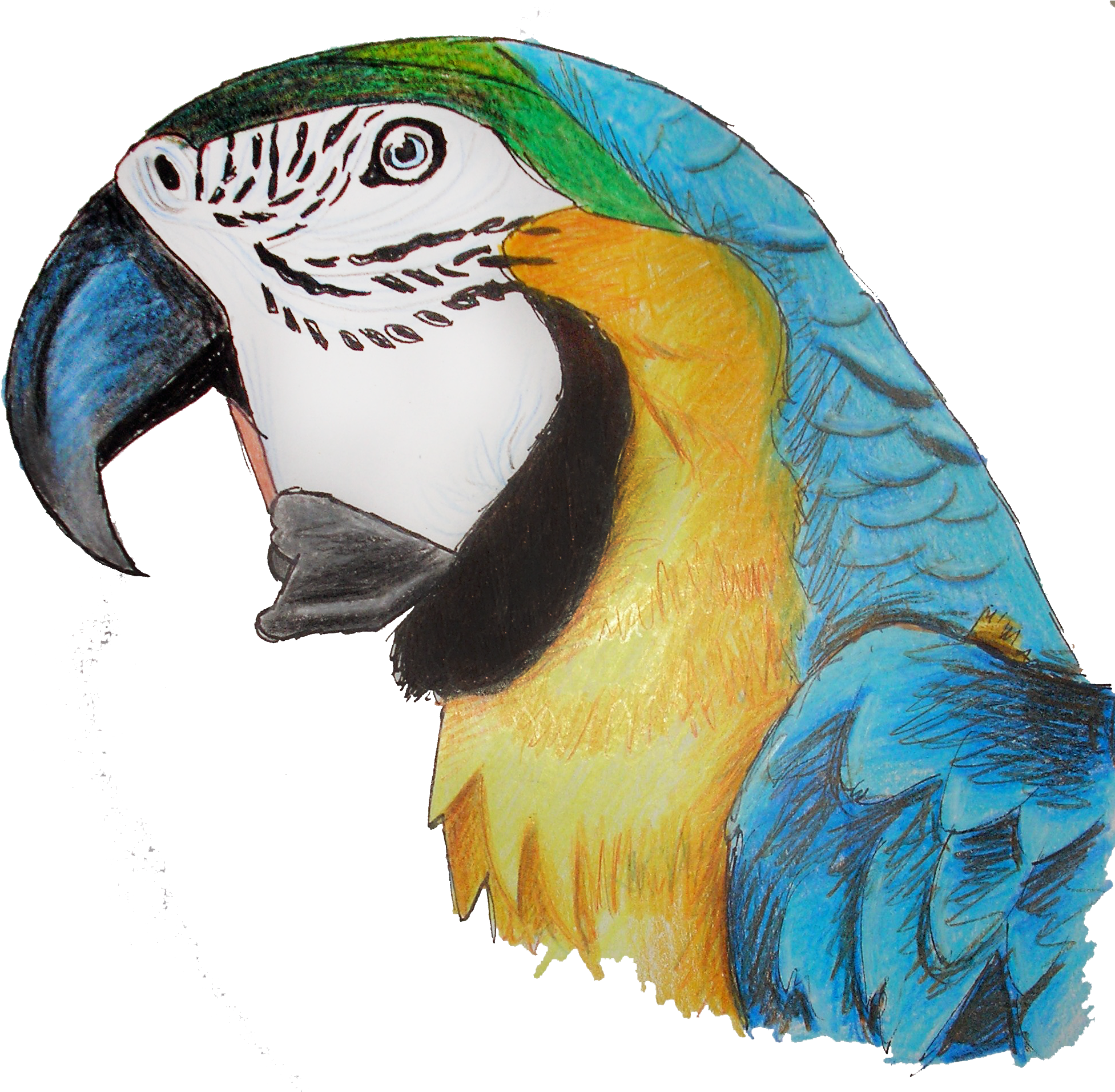 Parrot Png (1983x1911), Png Download