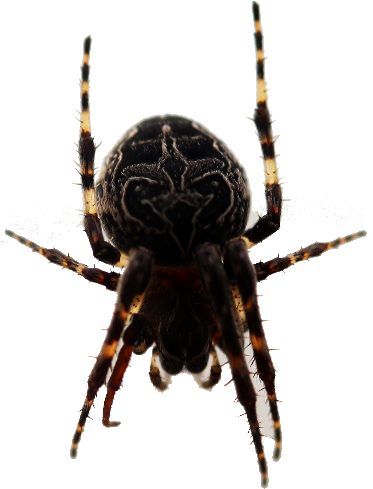 Picture European Garden Spider Barn Insect Widow Transprent - Transparent Scary Spider (1590x1854), Png Download