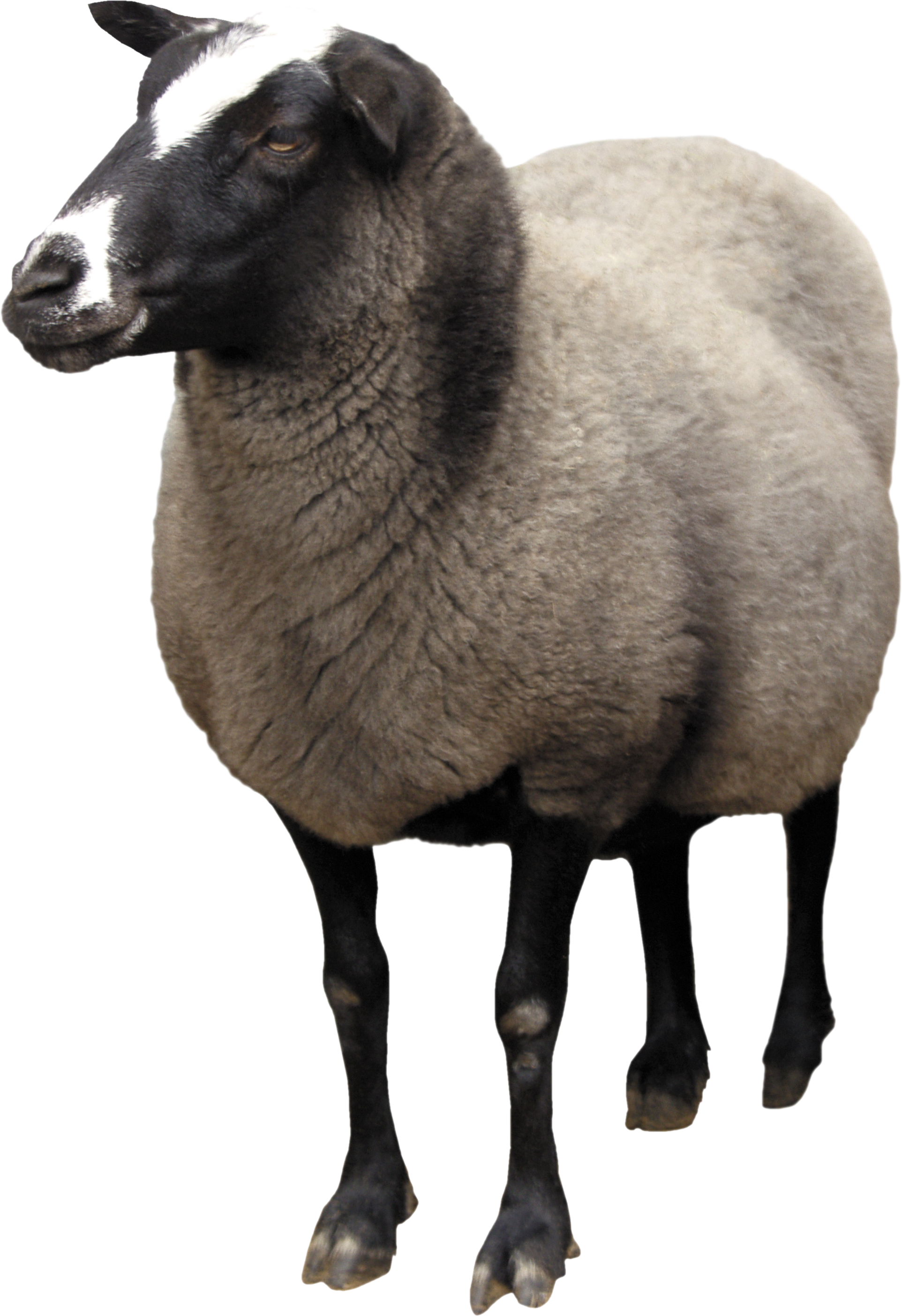 Pin By Transparent Png Images On Animal Png - Sheep Png (1924x2808), Png Download