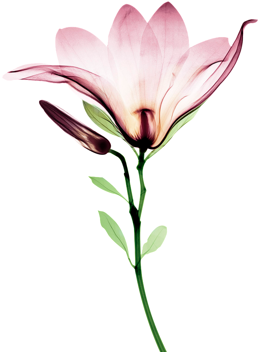 Blooming Watercolor Flower Transparent - Lily (1024x1302), Png Download