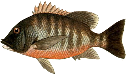Rock Snapper (479x283), Png Download