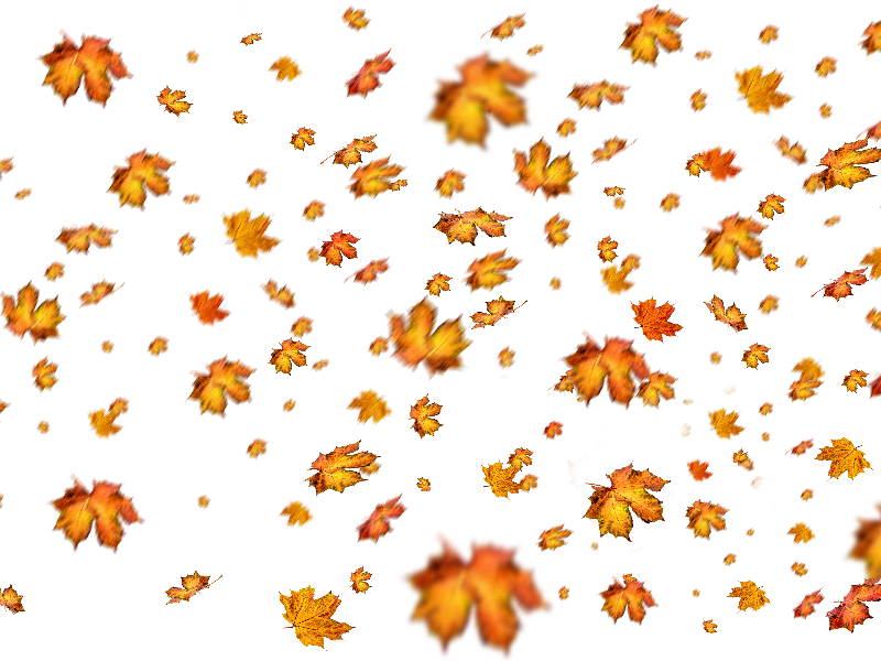 Fall Leaves Png Overlay For Photoshop - Adobe Photoshop (800x600), Png Download