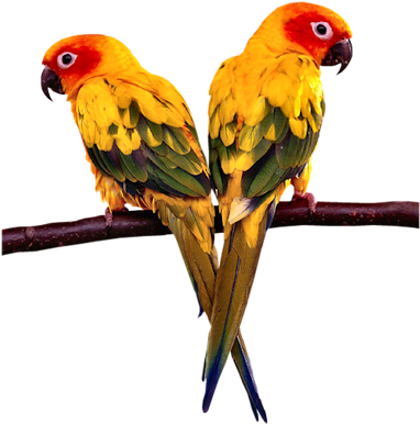 Conure Parrots - Parrot Stands Acrylic Bird Cage Stands Stands Bird (407x400), Png Download
