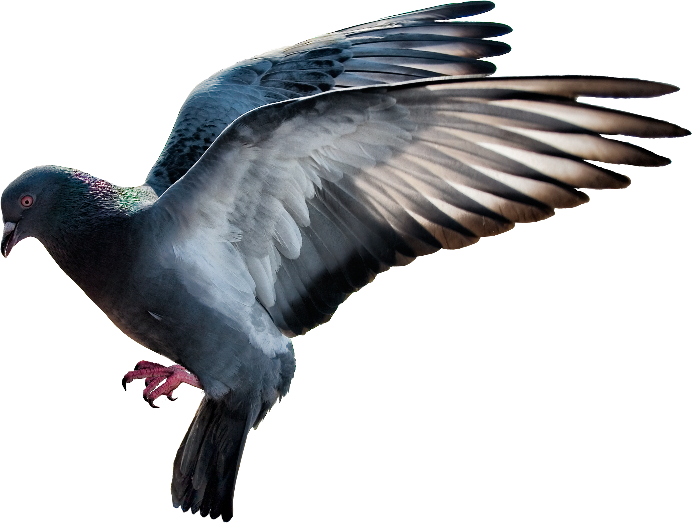Pigeon Png Image (2383x1800), Png Download