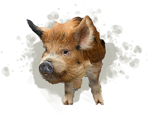 Kunekune Pig - Domestic Pig (500x400), Png Download