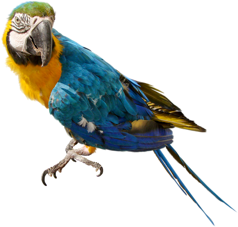 Large Parrot Png Clipart - Parrot Transparent Background (781x756), Png Download