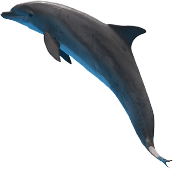 Free Png Dolphin Png Images Transparent - Дельфин Png (851x551), Png Download