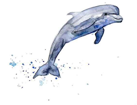 Drawing Dolphin Watercolor Painting Clip Art - Dolphin Drawing Color (564x480), Png Download