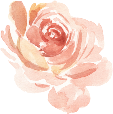 Paprika9 - Garden Roses (400x390), Png Download