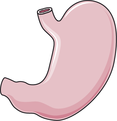 Download The Image - Stomach (377x391), Png Download