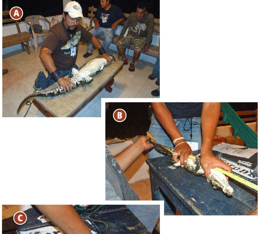 Colocación Para Medir A Un Ejemplar De Cocodrilo De (850x763), Png Download