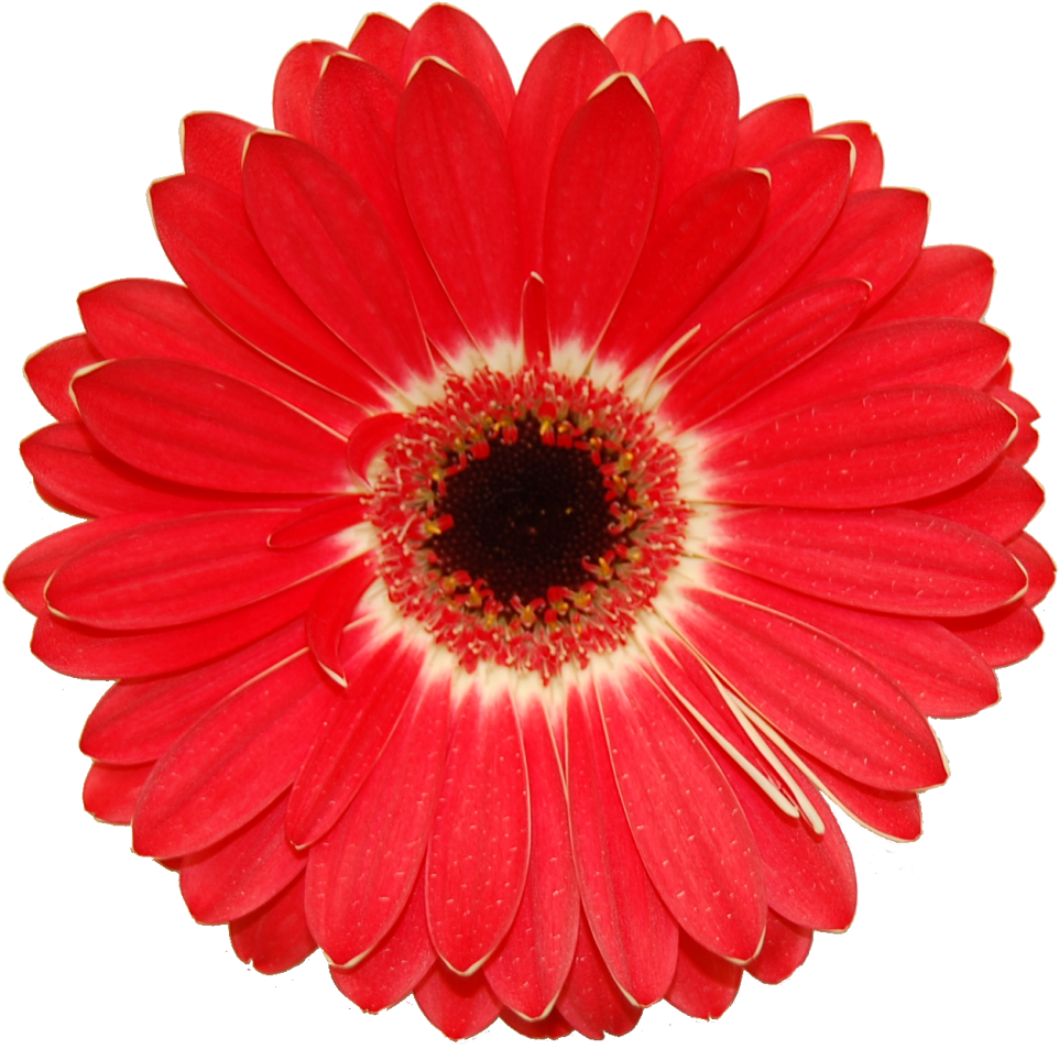 Gerberas (1002x1030), Png Download