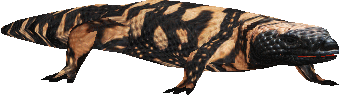 Salamander Png (699x699), Png Download