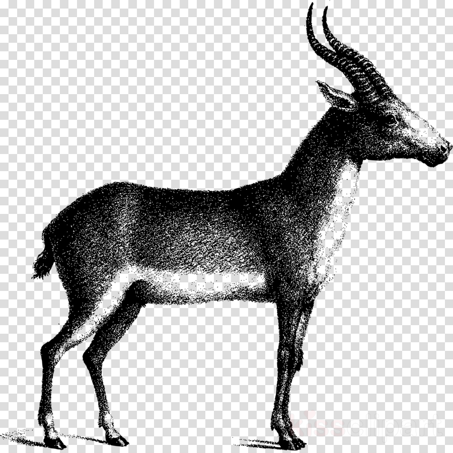 Deer (900x900), Png Download