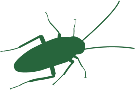 Cockroach Header (1000x468), Png Download
