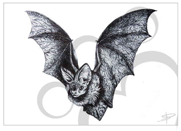 Bat Inkling (591x591), Png Download