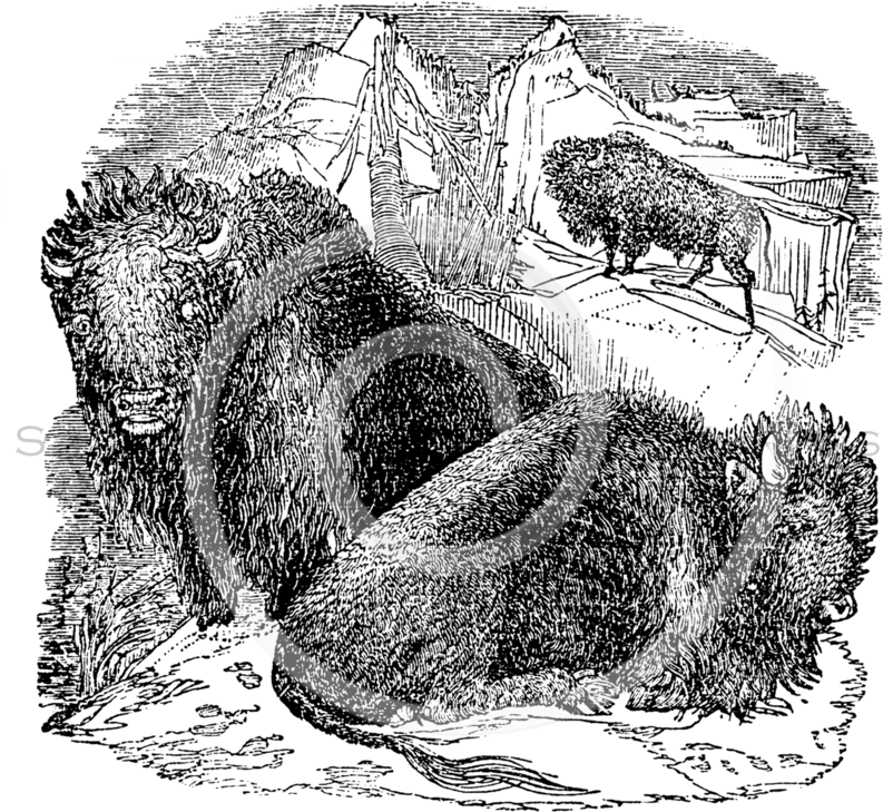 Vintage Buffalo Bison Skull Illustration (806x768), Png Download