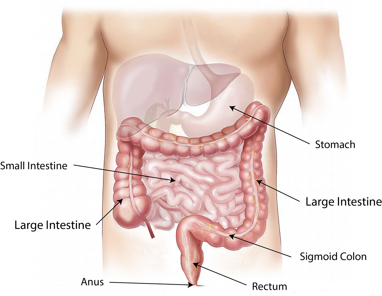 Nine Interesting Facts About The Stomach Grlife Grand - Poop In The Body (1280x993), Png Download