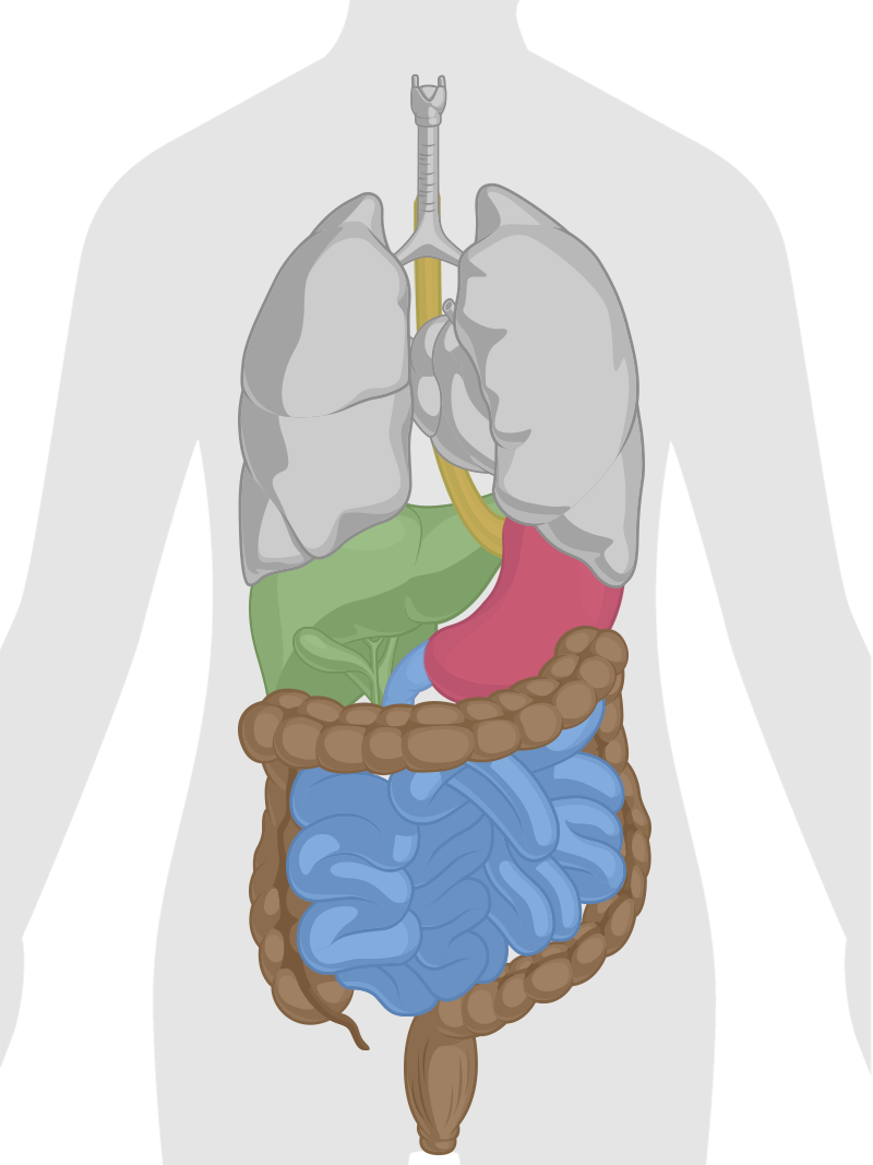 How Does Dr - Digestive System Anatomy Png (800x1067), Png Download