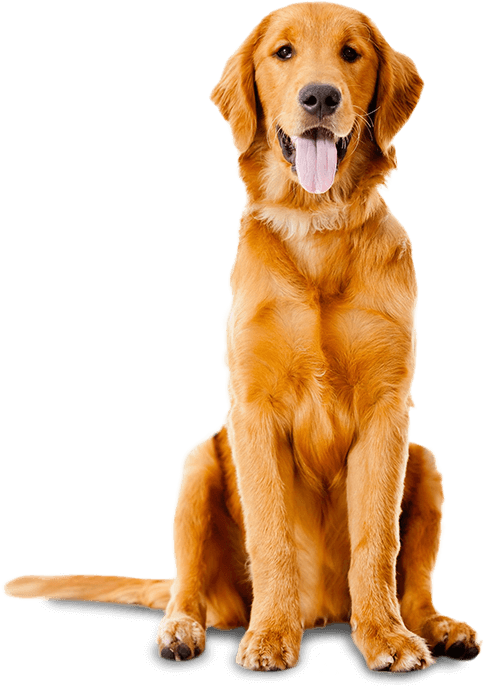 Banner Transparent Download Humane Society Of Cowlitz - Animals That Has Loud Sounds (486x688), Png Download
