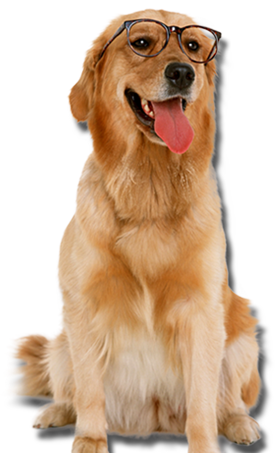 Golden Retriever With Glasses Dogs Png - Dog With Glasses Png (850x1033), Png Download