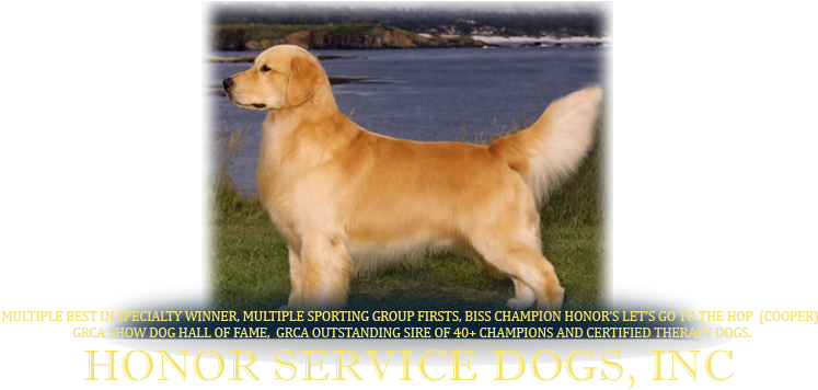 Golden Retriever Show Dog (900x378), Png Download