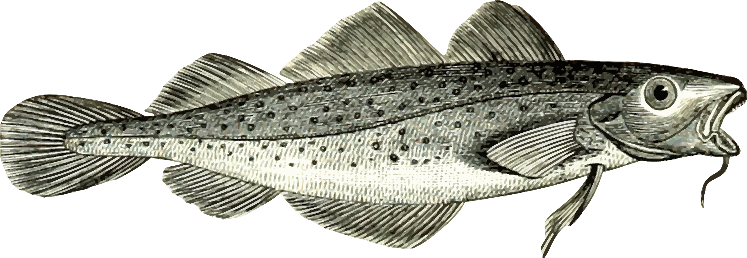 Cod Png (2400x830), Png Download