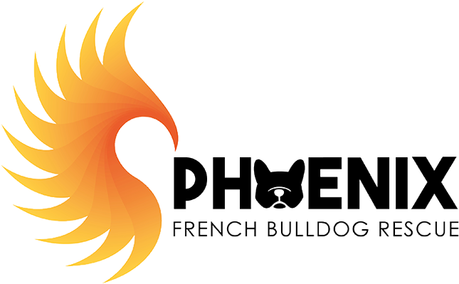 Phoenix French Bulldog Rescue (800x410), Png Download