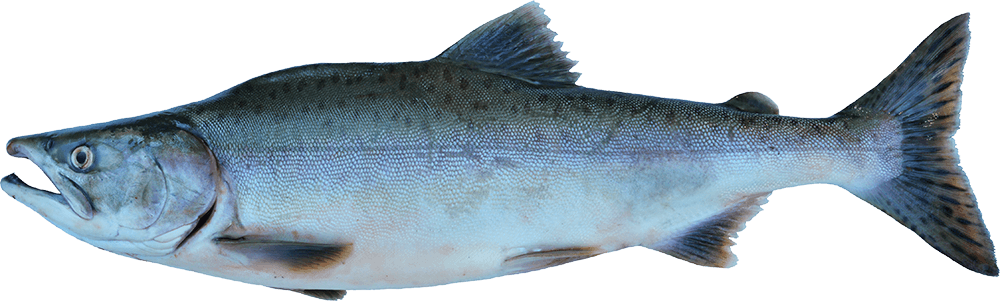 Wild Salmon Png - Salmon (1000x301), Png Download