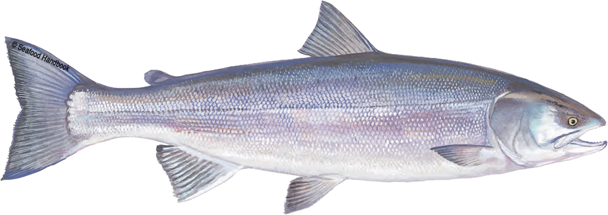 Salmon - Sea Fishes Market Png (1600x800), Png Download