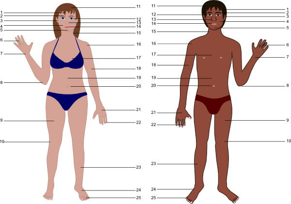 Cartoon Human Body (600x421), Png Download
