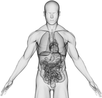 Download Hd Body Centrum Inside Human Body Png Transparent Png Image Nicepng Com