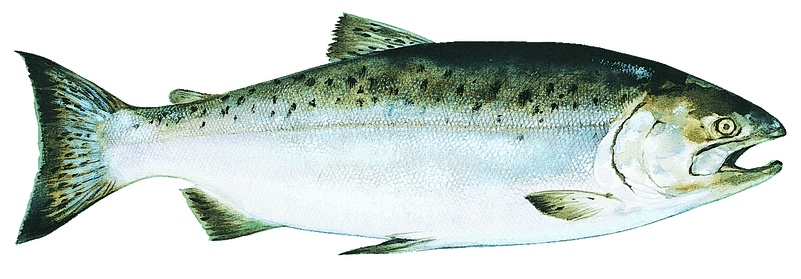 Copper River King - Alaskan Chinook Salmon (800x518), Png Download