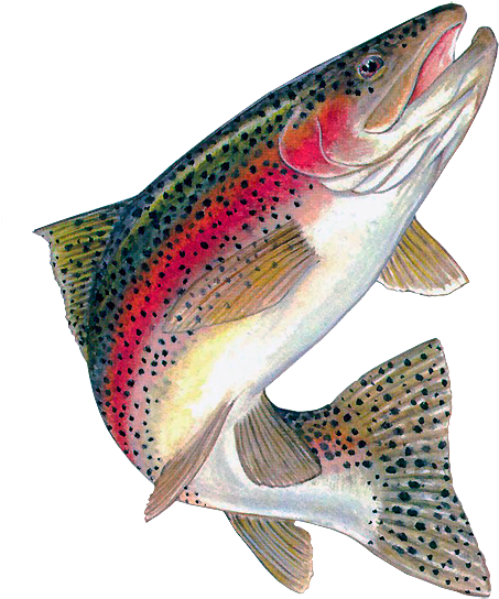 Food Fish From Ecogrow - Rainbow Trout Clipart (472x600), Png Download