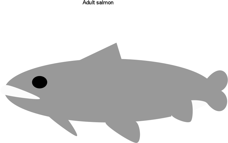 Adult Salmon (960x720), Png Download